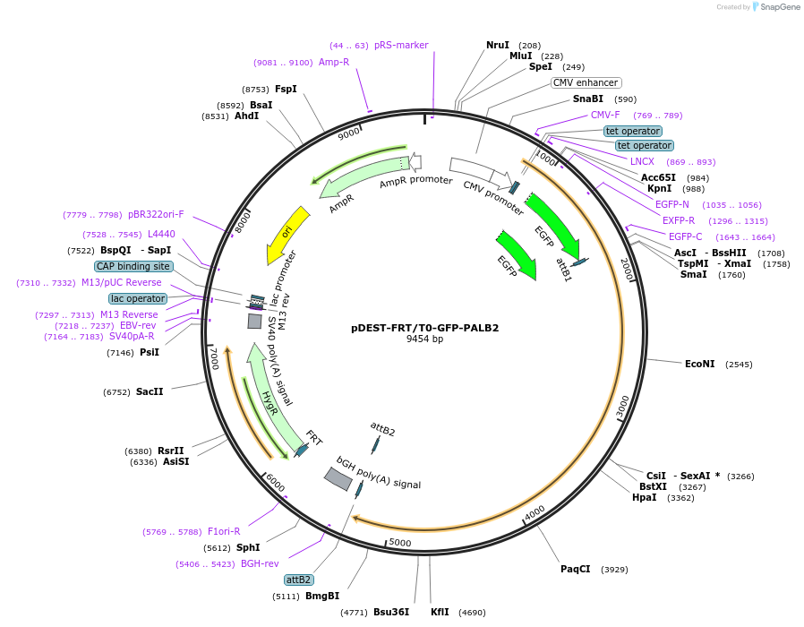 71113-plasmid-map-sequence-id-193377