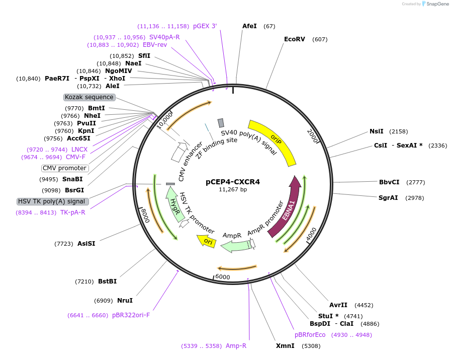 98944-plasmid-map-sequence-id-193384