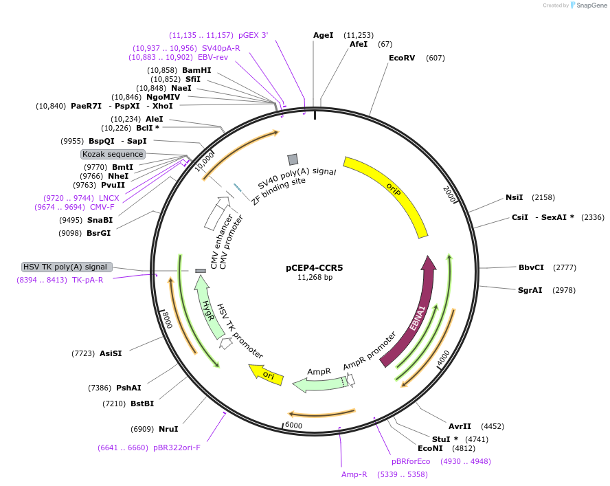 98945-plasmid-map-sequence-id-193393