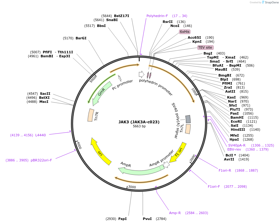 98229-plasmid-map-sequence-id-193400