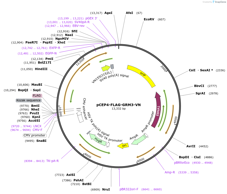 98965-plasmid-map-sequence-id-193403