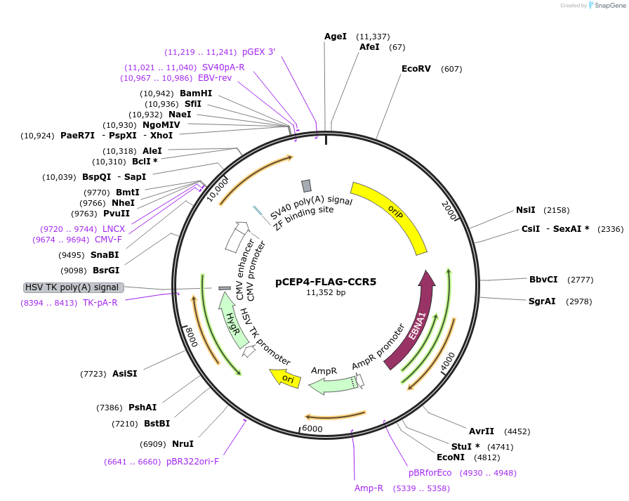 98949-plasmid-map-sequence-id-193405