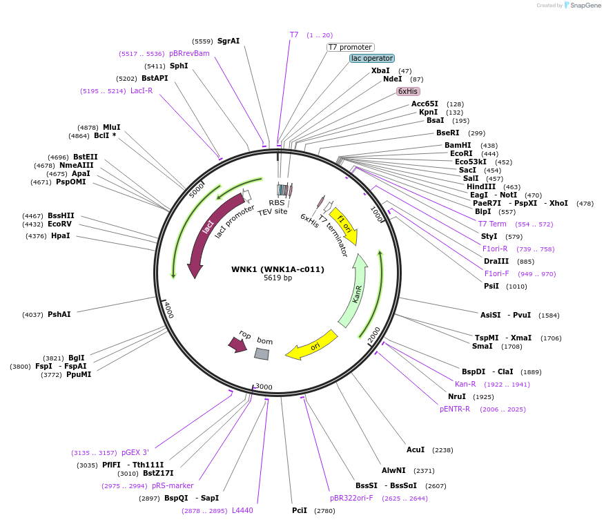 98232-plasmid-map-sequence-id-193412