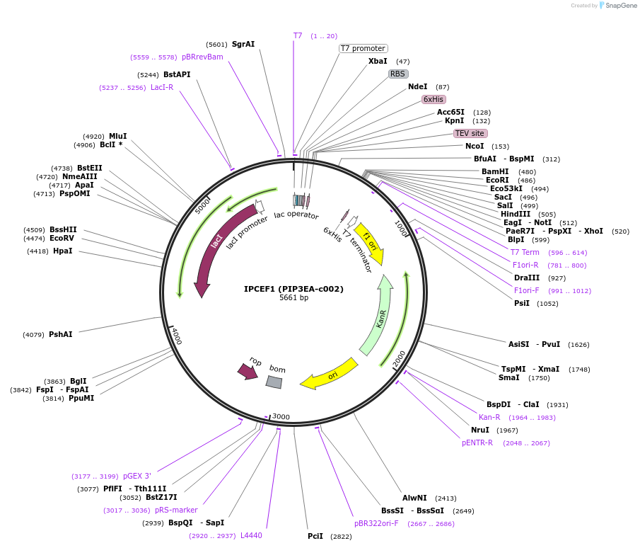 98240-plasmid-map-sequence-id-193418