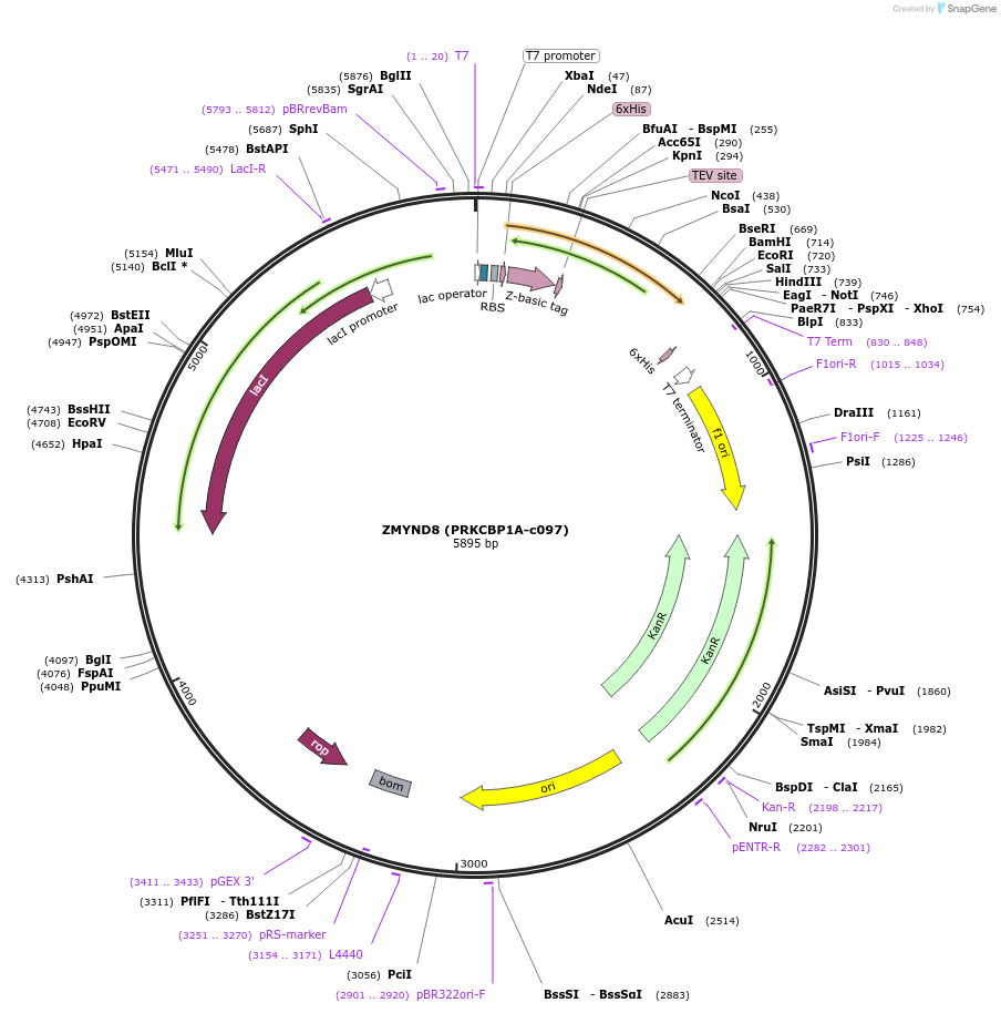 98244-plasmid-map-sequence-id-193422