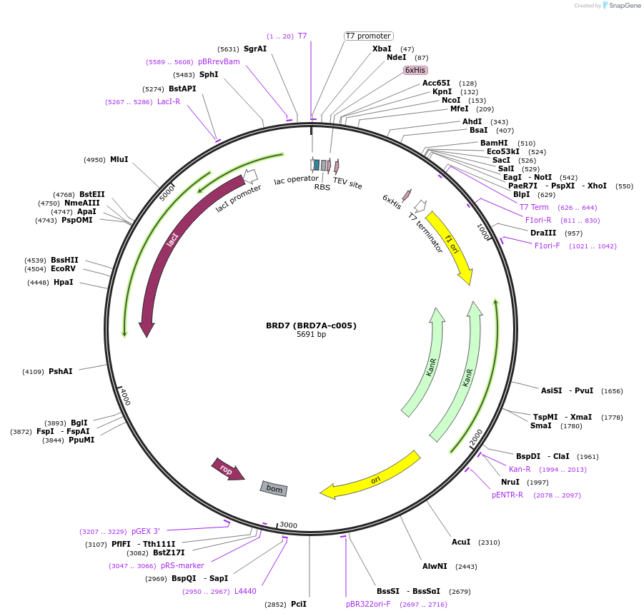 98245-plasmid-map-sequence-id-193423