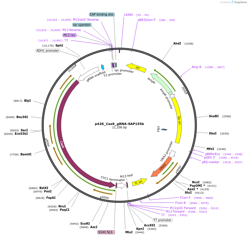 87389-plasmid-map-sequence-id-193431