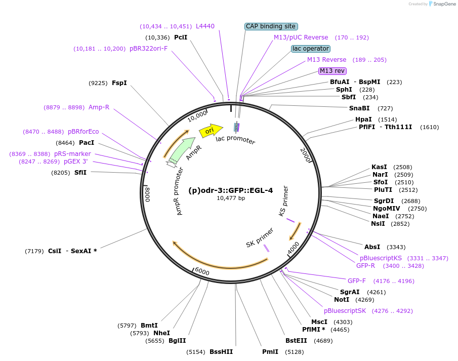 100897-plasmid-map-sequence-id-193490