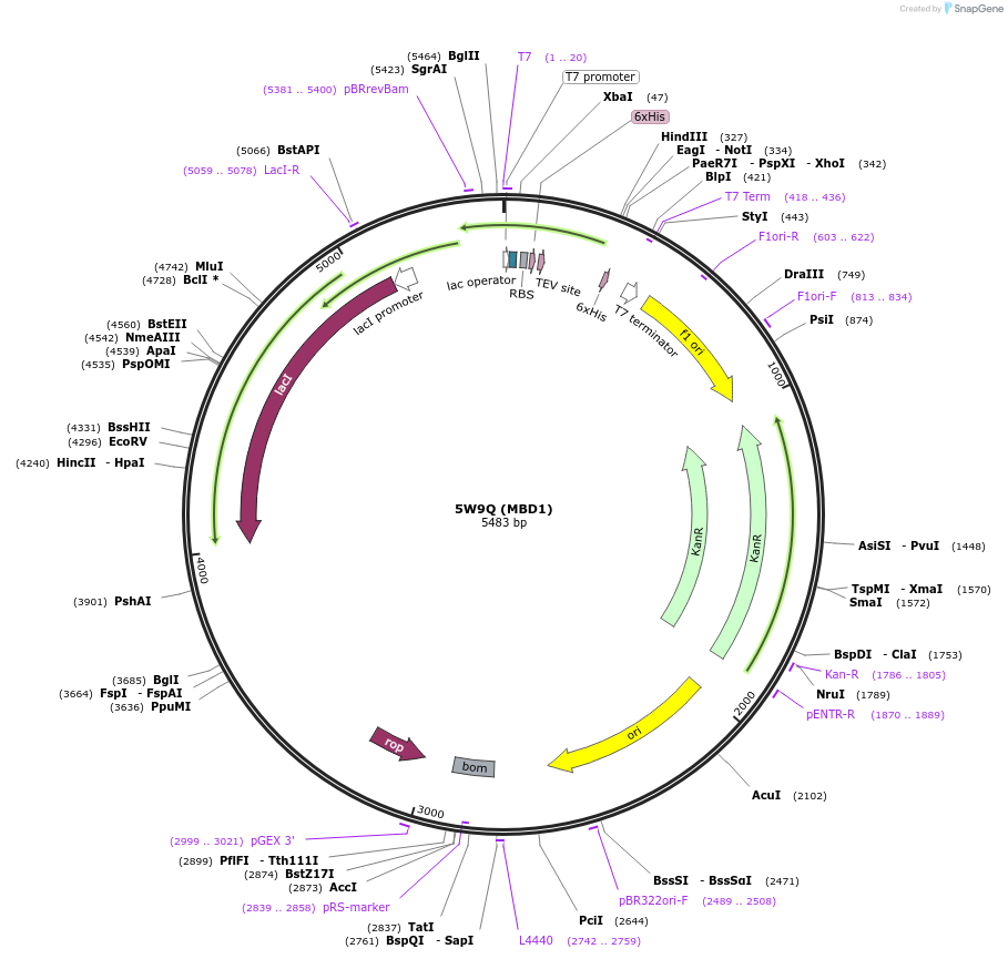 101265-plasmid-map-sequence-id-193498