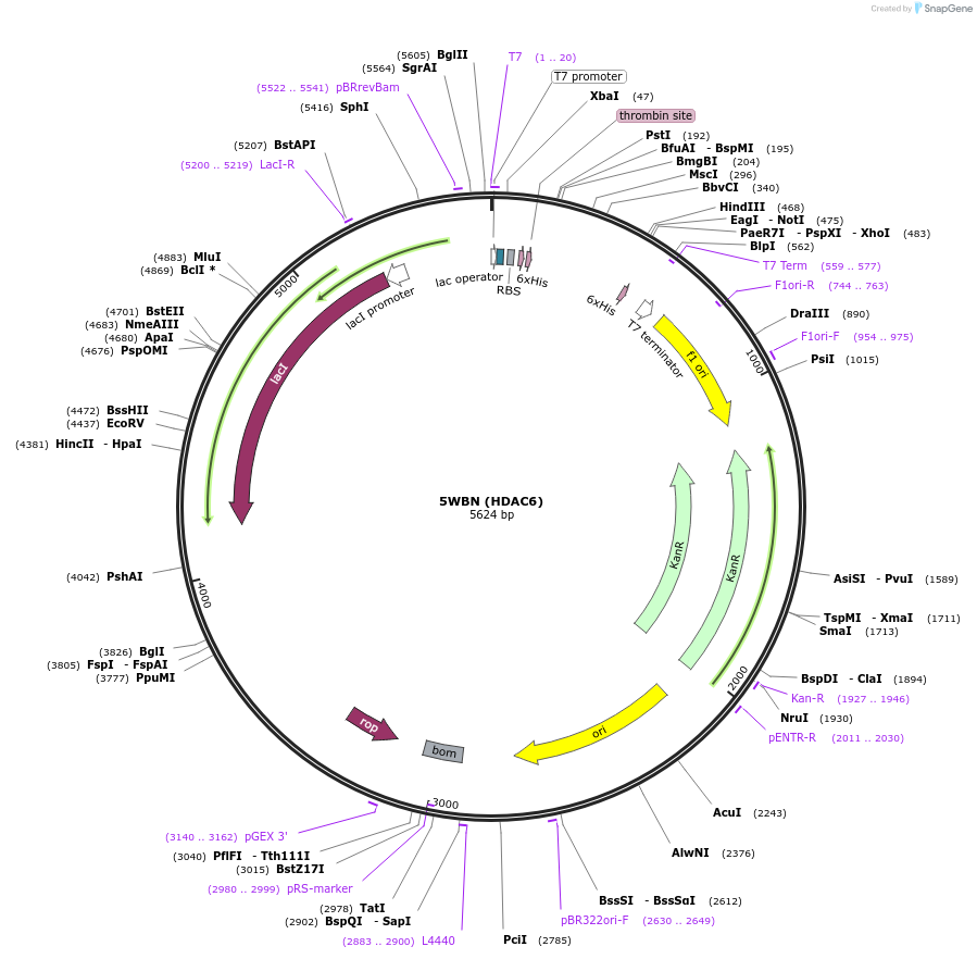 101267-plasmid-map-sequence-id-193501