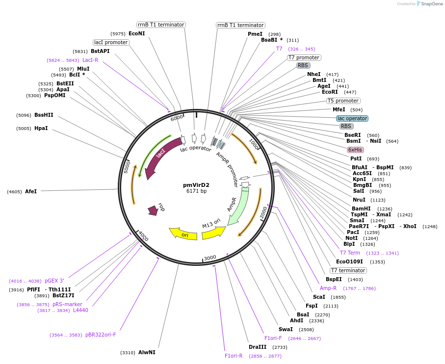 90314-plasmid-map-sequence-id-193506