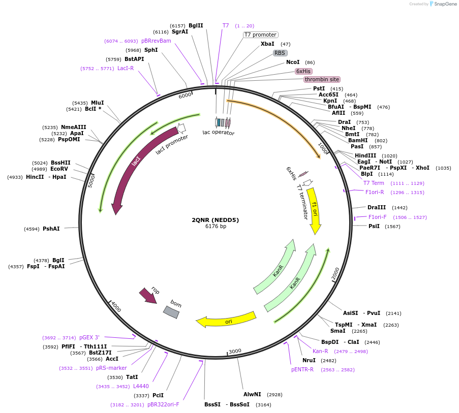 101273-plasmid-map-sequence-id-193507
