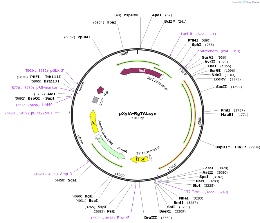100948-plasmid-map-sequence-id-193511
