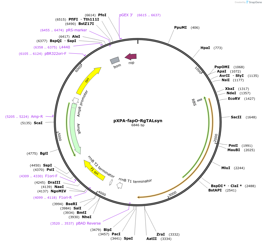 100946-plasmid-map-sequence-id-193512