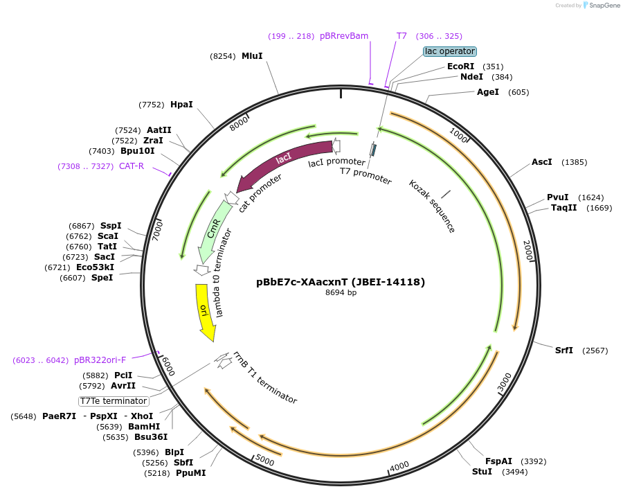 100961-plasmid-map-sequence-id-193518