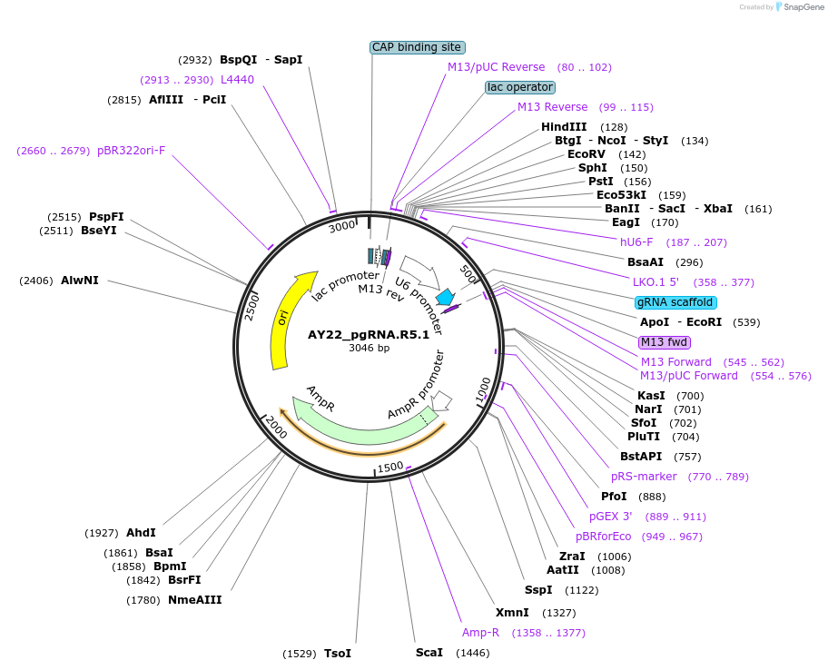 100294-plasmid-map-sequence-id-193522