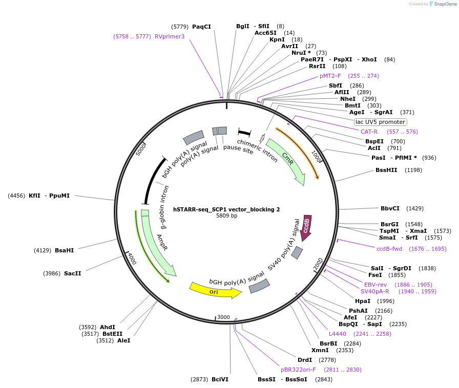 99317-plasmid-map-sequence-id-193538