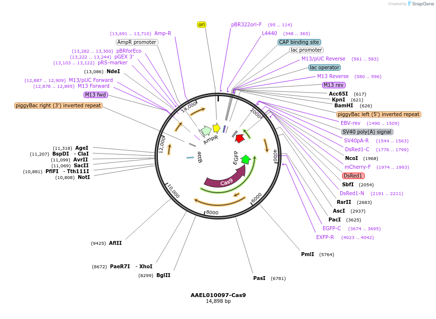 100707-plasmid-map-sequence-id-193540