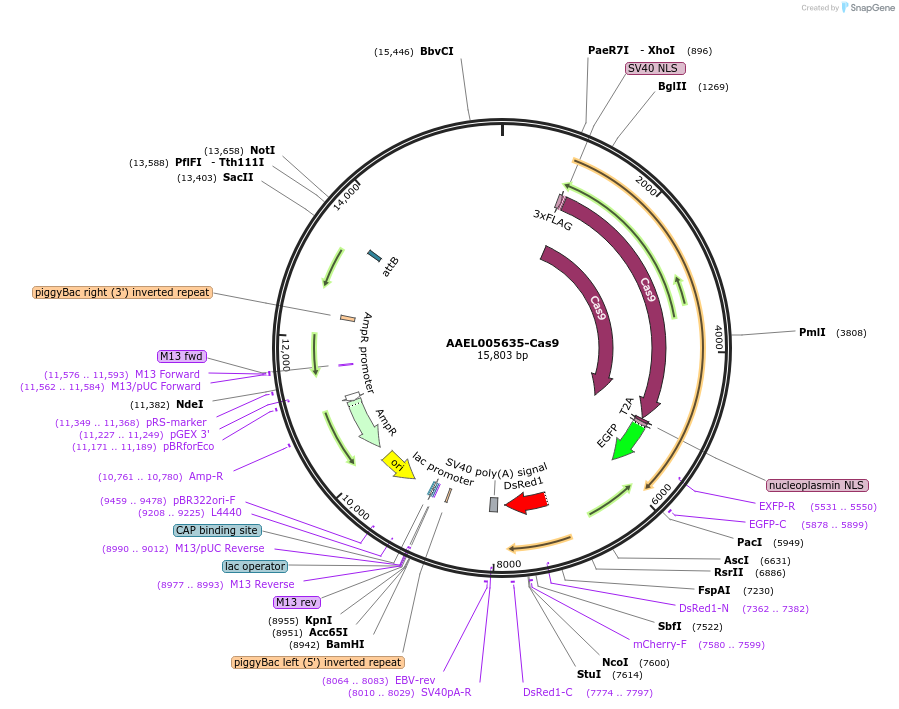 100608-plasmid-map-sequence-id-193541
