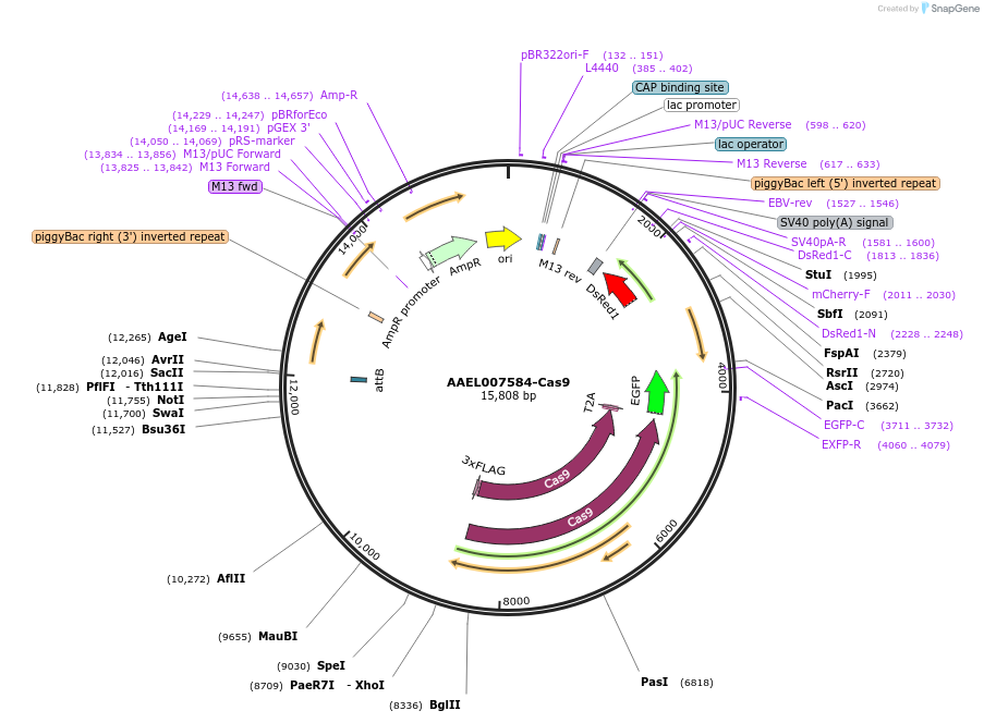 100706-plasmid-map-sequence-id-193543