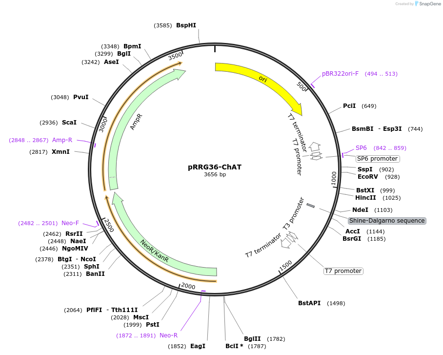 99069-plasmid-map-sequence-id-193552