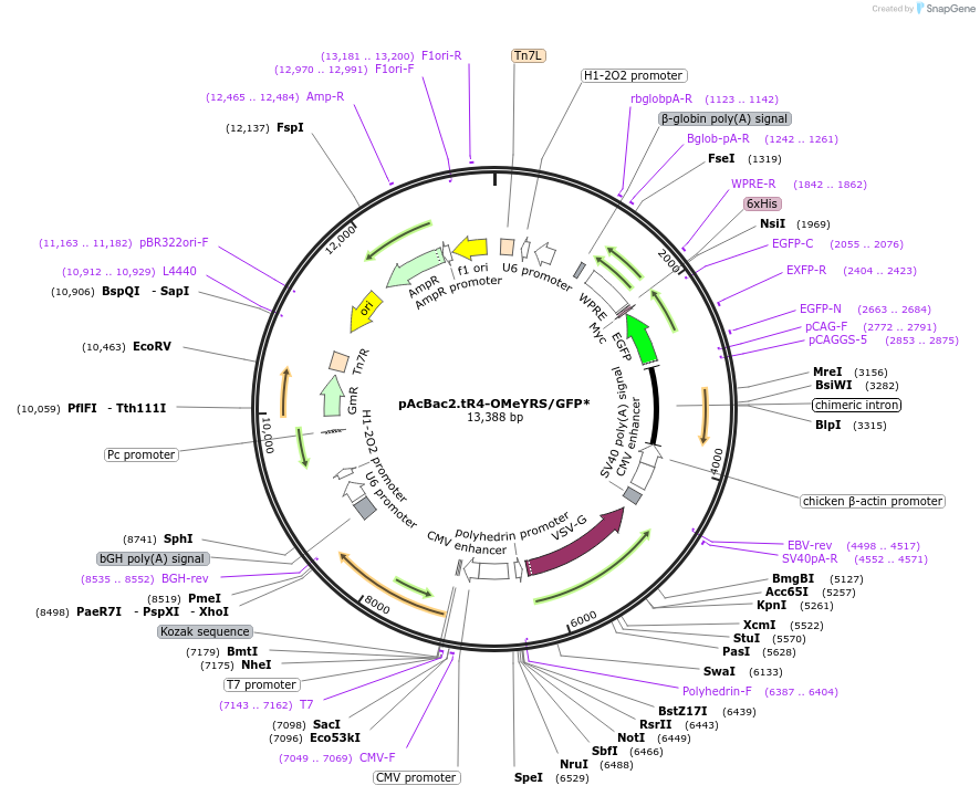 50831-plasmid-map-sequence-id-193569