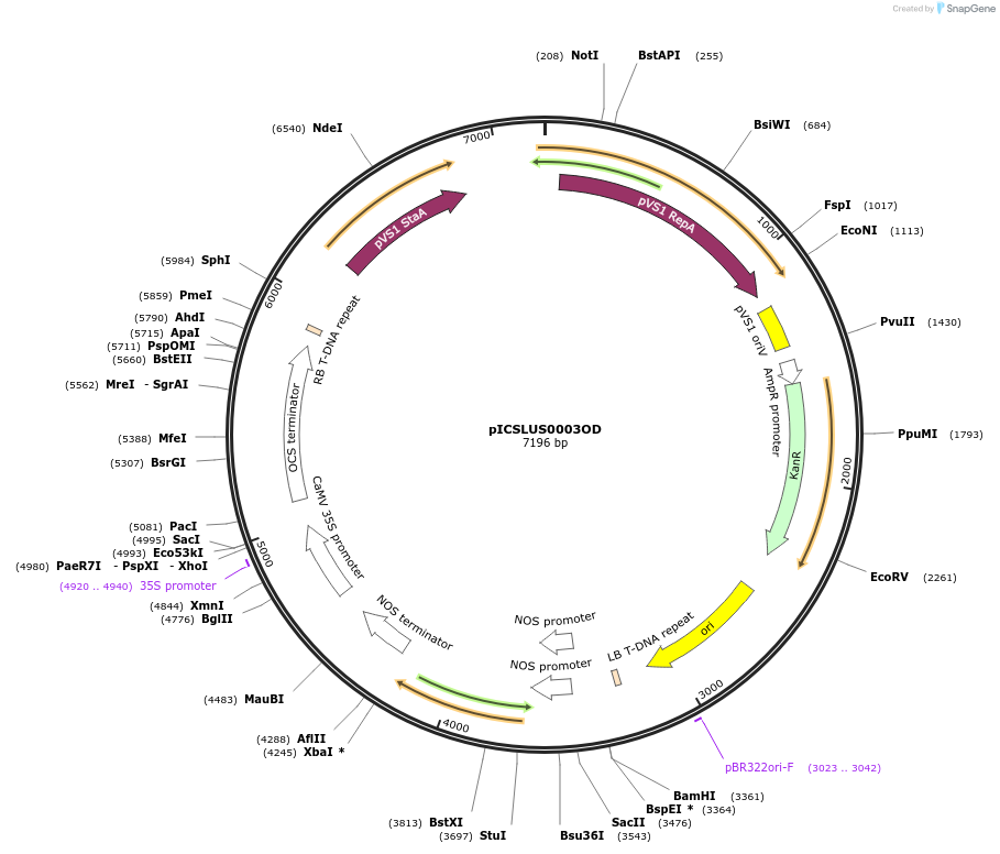 86176-plasmid-map-sequence-id-193589