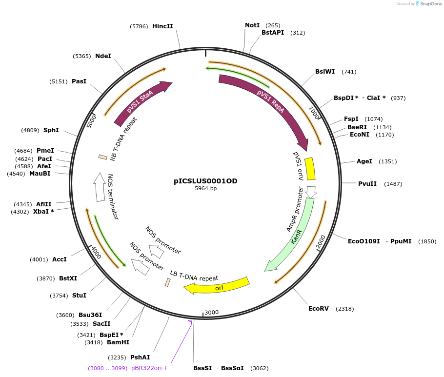86174-plasmid-map-sequence-id-193595