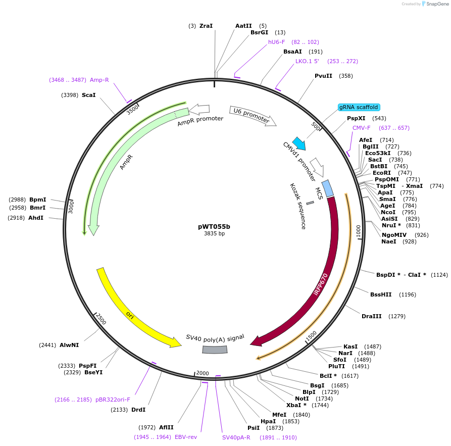 96877-plasmid-map-sequence-id-193616