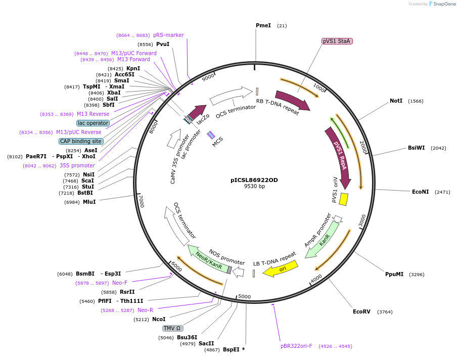 86181-plasmid-map-sequence-id-193617