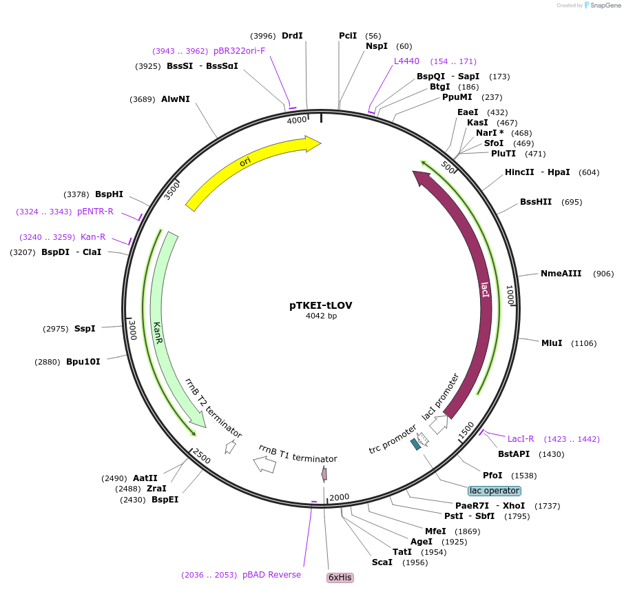 100574-plasmid-map-sequence-id-193675