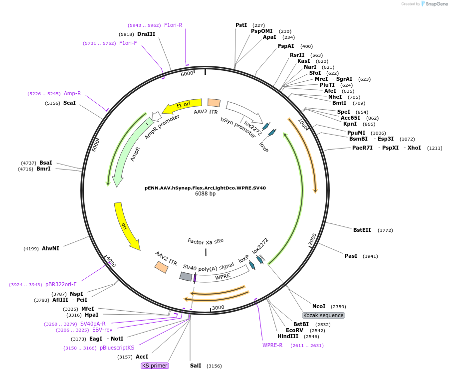 100038-plasmid-map-sequence-id-193692