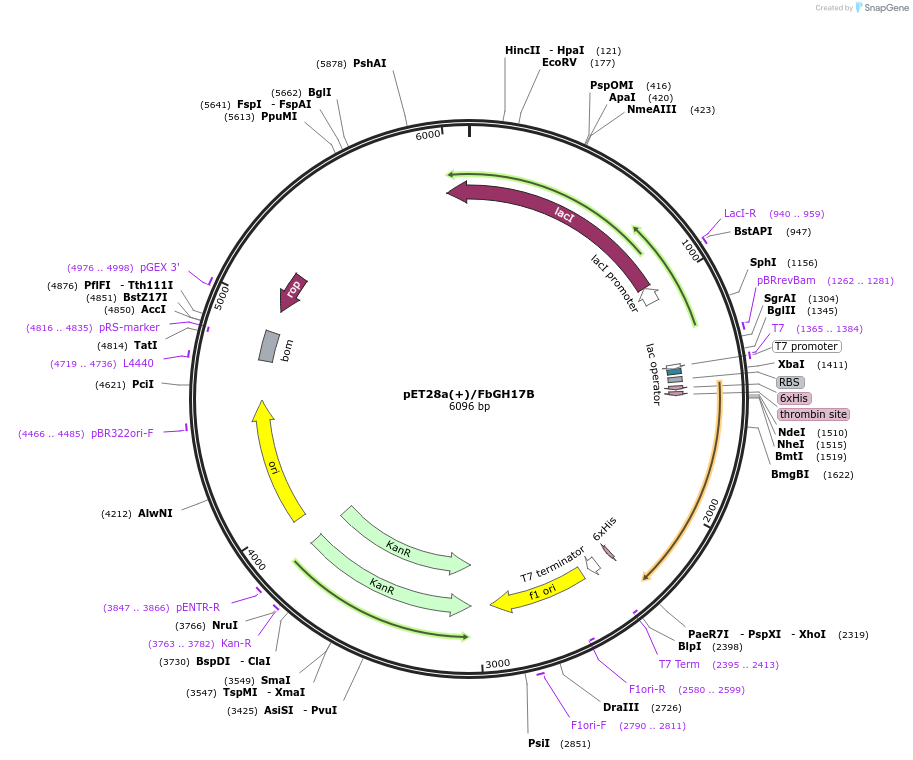 100912-plasmid-map-sequence-id-193695