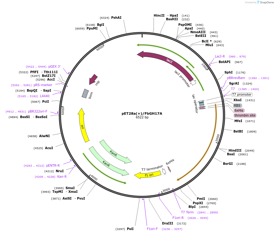 100911-plasmid-map-sequence-id-193697