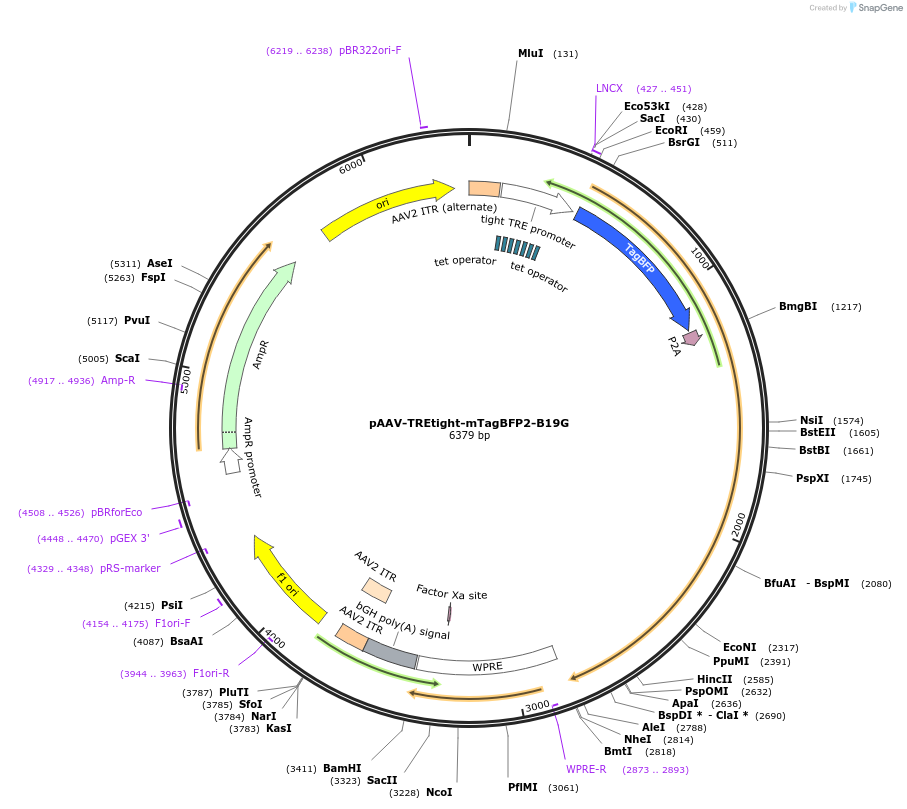 100799-plasmid-map-sequence-id-193698