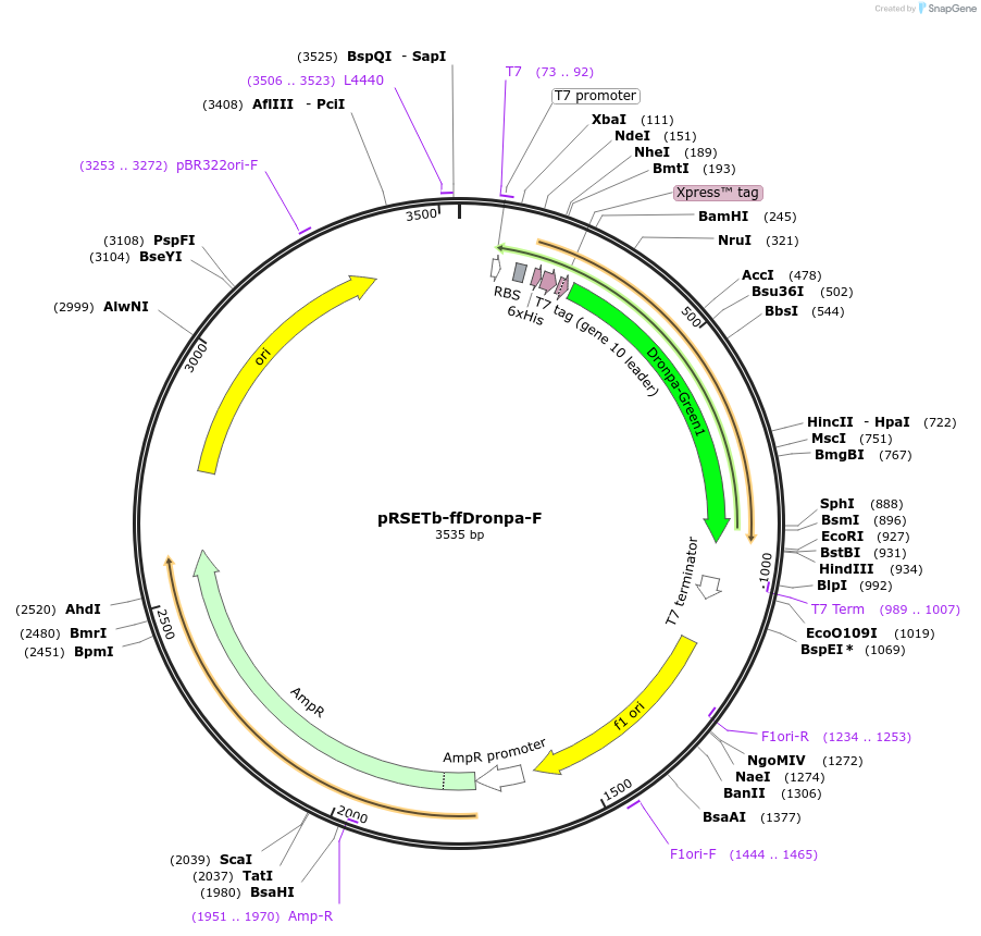 101193-plasmid-map-sequence-id-193714