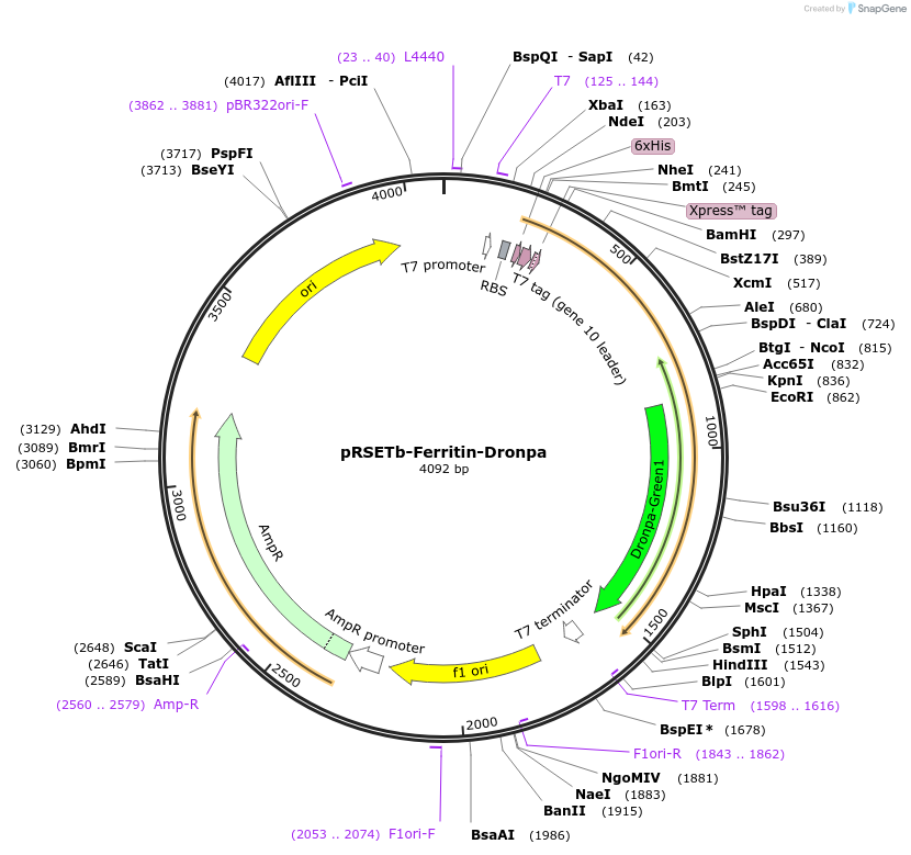 101194-plasmid-map-sequence-id-193715