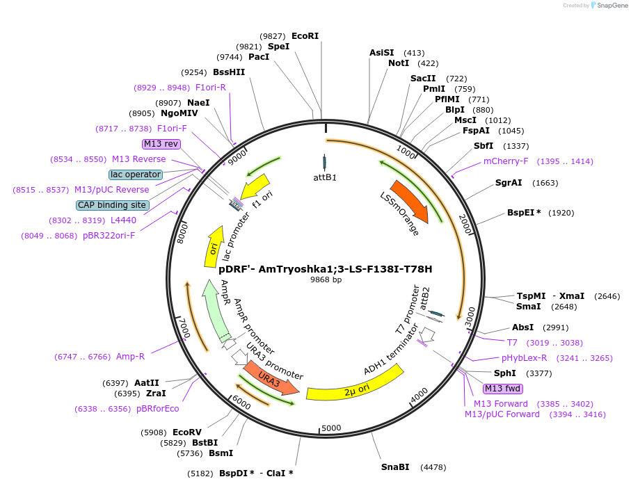 100963-plasmid-map-sequence-id-193742