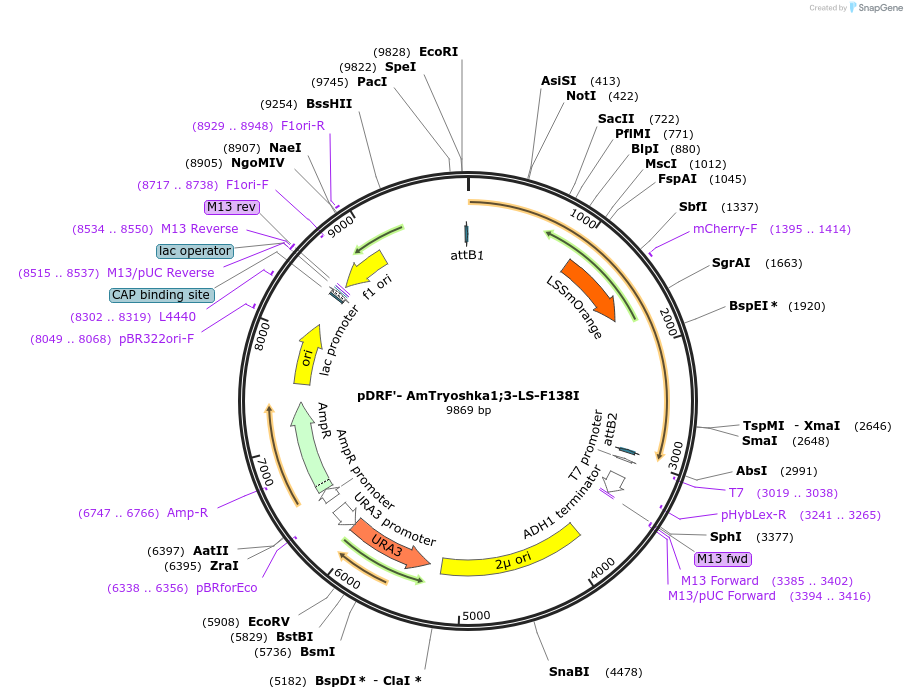 100922-plasmid-map-sequence-id-193743