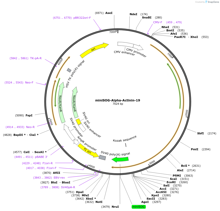 57762-plasmid-map-sequence-id-193754