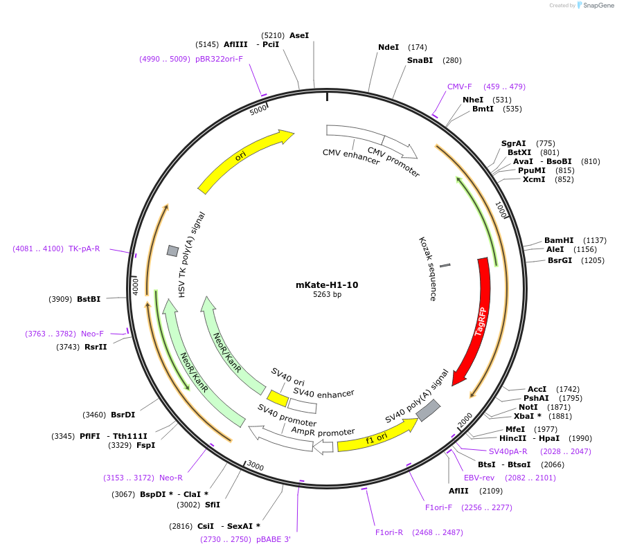 56057-plasmid-map-sequence-id-193757