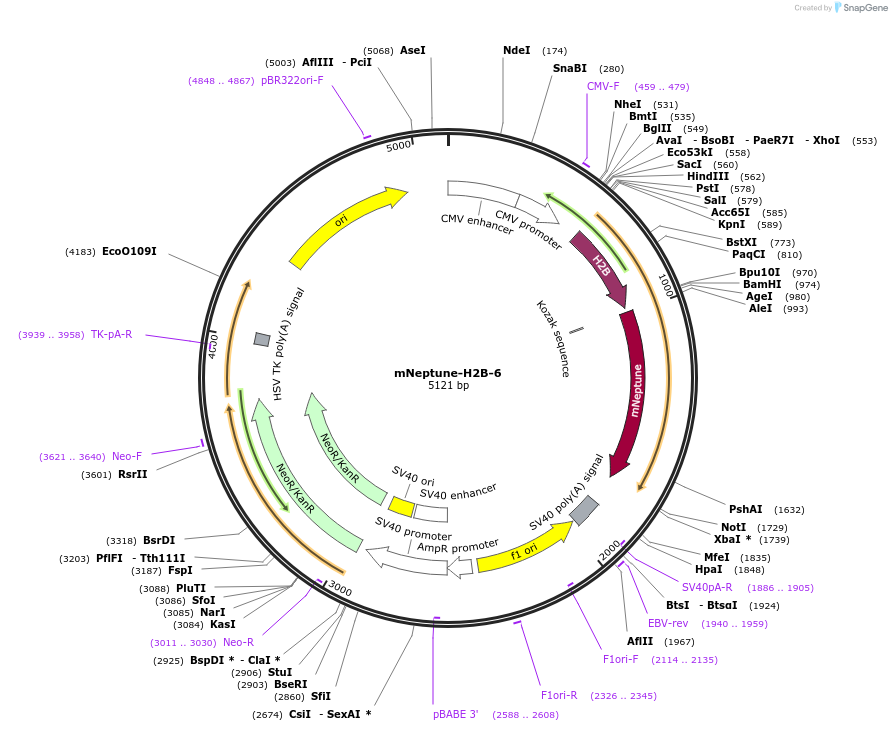 56144-plasmid-map-sequence-id-193759