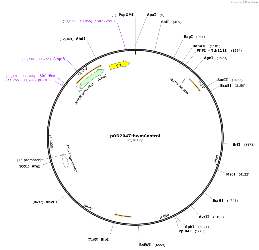 100006-plasmid-map-sequence-id-193783