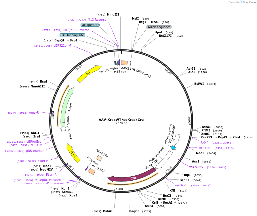 99848-plasmid-map-sequence-id-193786