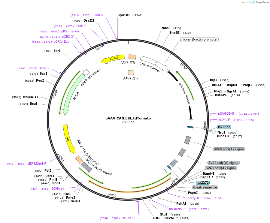 100048-plasmid-map-sequence-id-193827