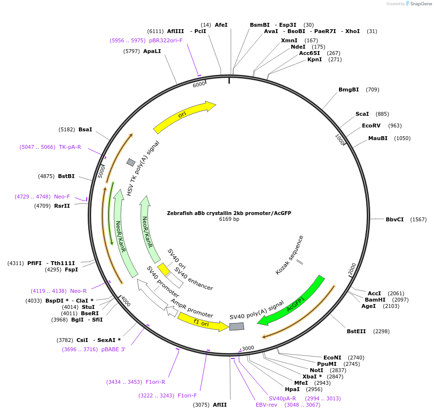 98099-plasmid-map-sequence-id-193847