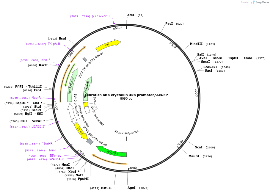 98100-plasmid-map-sequence-id-193848
