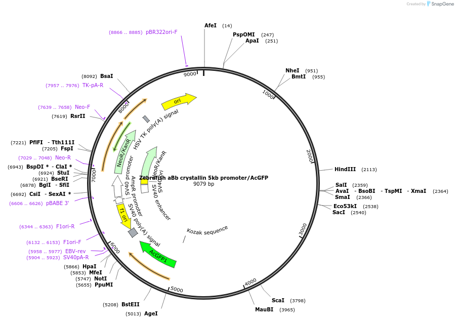 98101-plasmid-map-sequence-id-193849