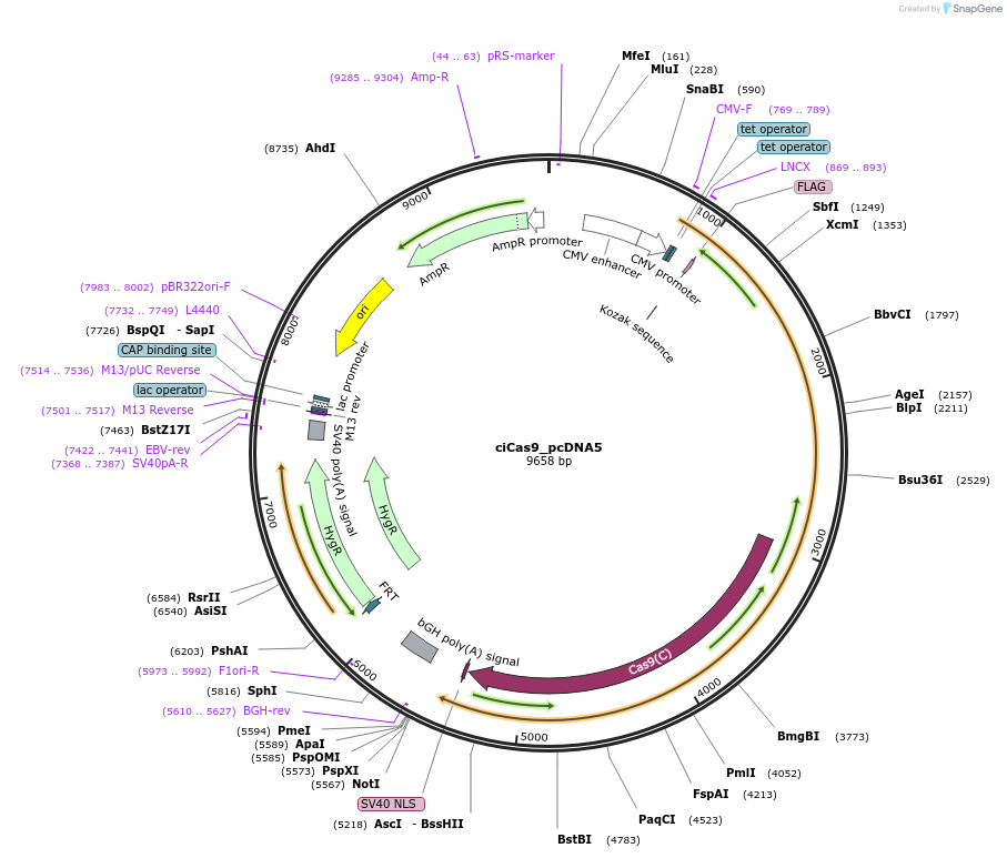 100550-plasmid-map-sequence-id-193856