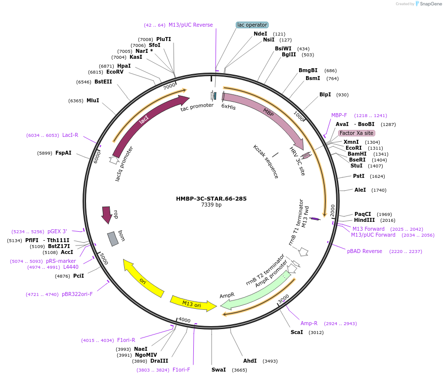 100094-plasmid-map-sequence-id-193871